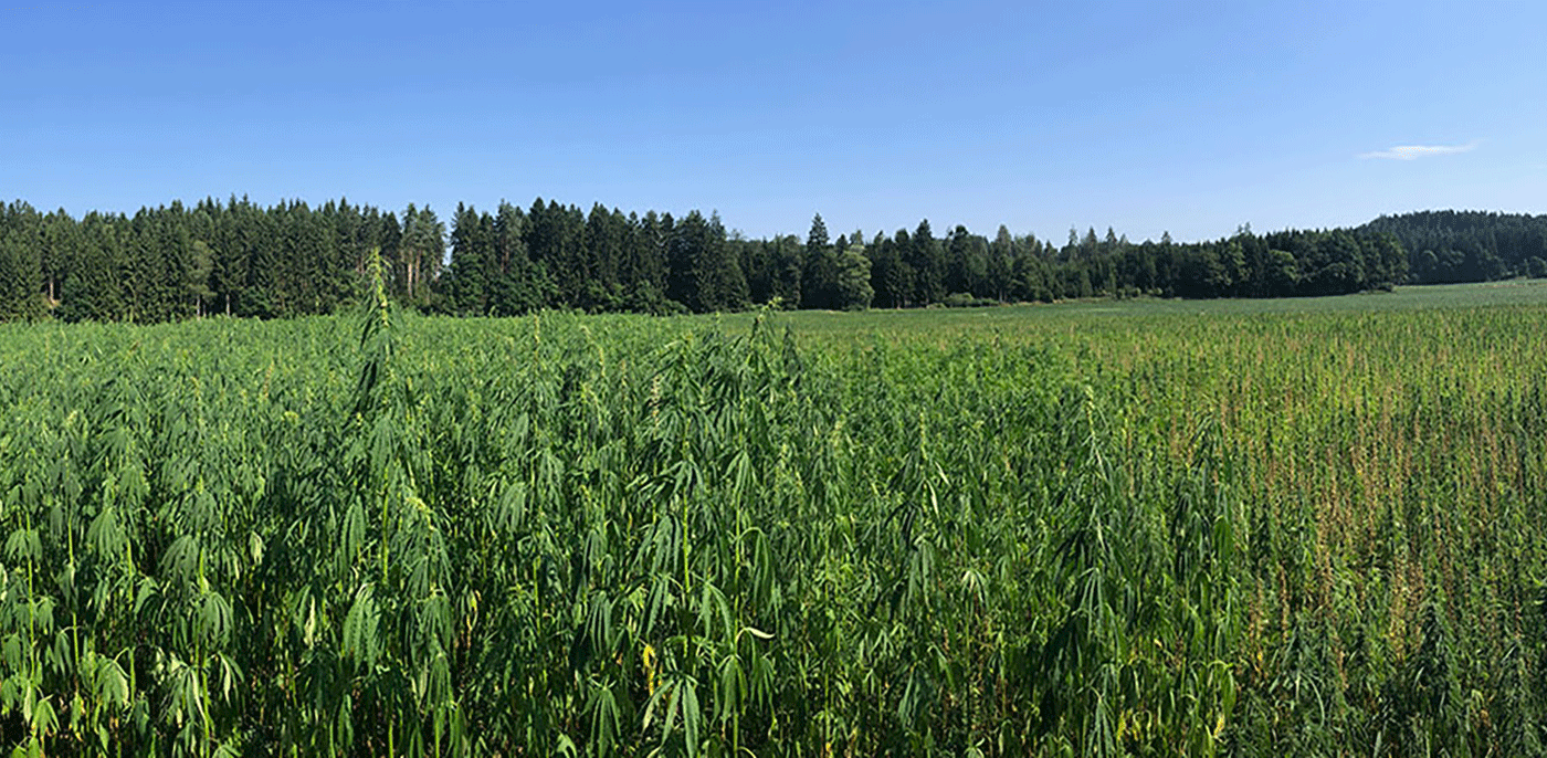 Hanfacker in Kärnten